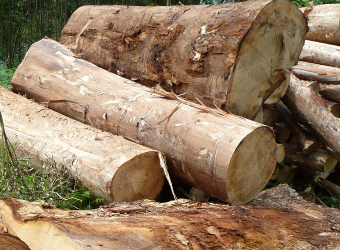 Robustes Fensterholz Eukalyptus globulus